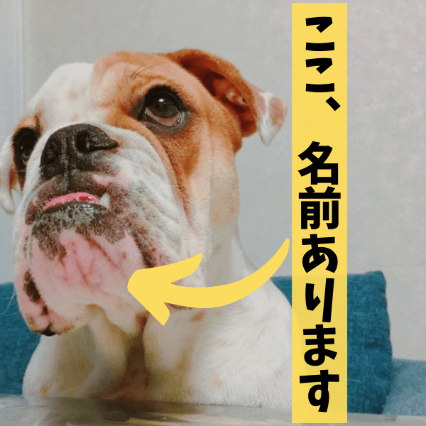 意外！ブルドッグのチャームポイント「タプタプのあご」にかっこいい名前があった！
