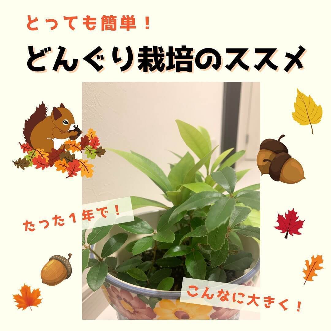 これ、絶対やってみて！拾った【どんぐり】は植えたら芽が出て観葉植物になるって知ってた？その生命力に親子で感動するよ♪