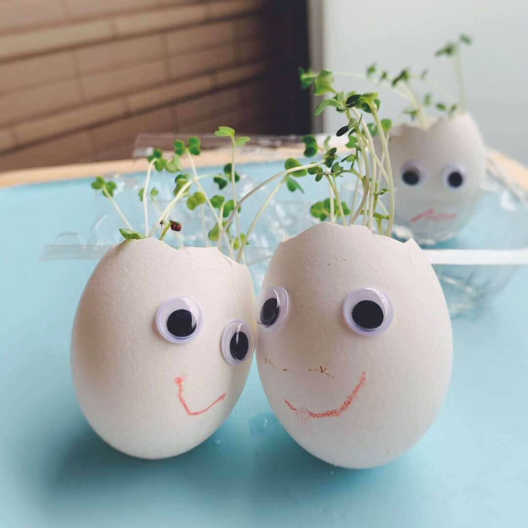 【簡単食育体験レポ】たった1週間で飽きずに楽しめる！世界で人気のスプラウト栽培に子どももワクワク♪