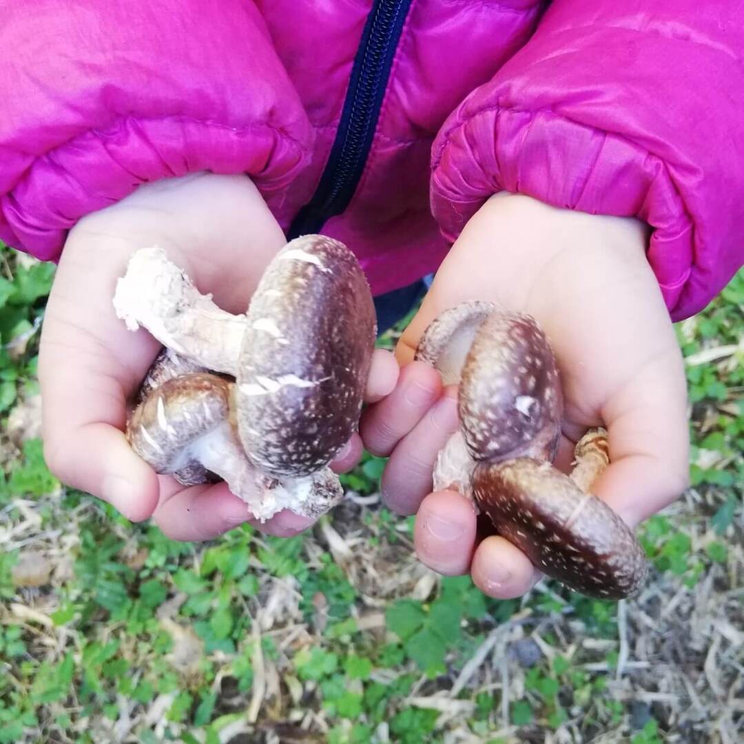 ふるさと納税で食育！きのこ、やさい、果物…育てておいしく食べる「栽培キットの返礼品」おすすめ10選