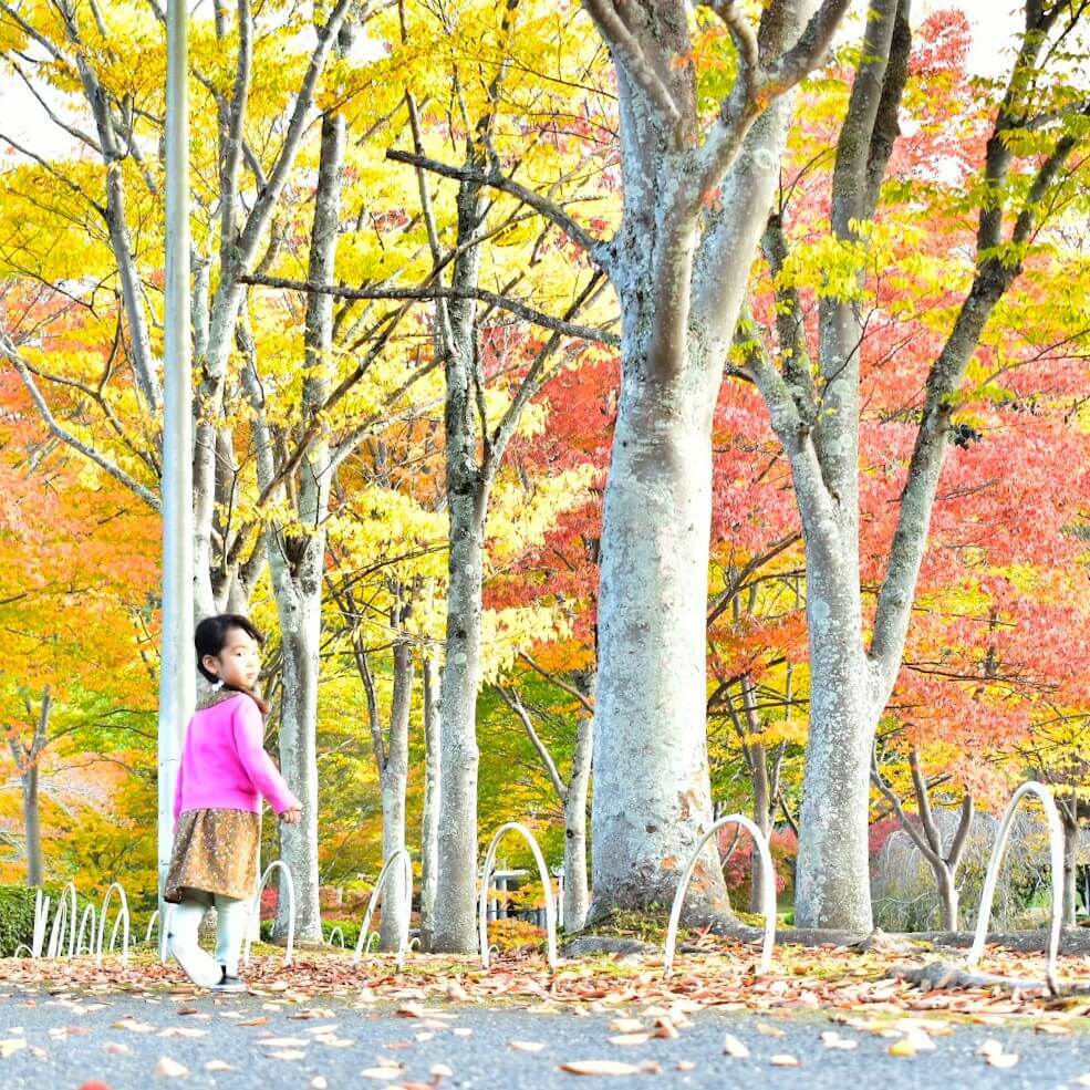 【紅葉のしくみをわかりやすく解説】どうして葉っぱが赤や黄色になるの？この秋、子どもと紅葉をとことん満喫する方法