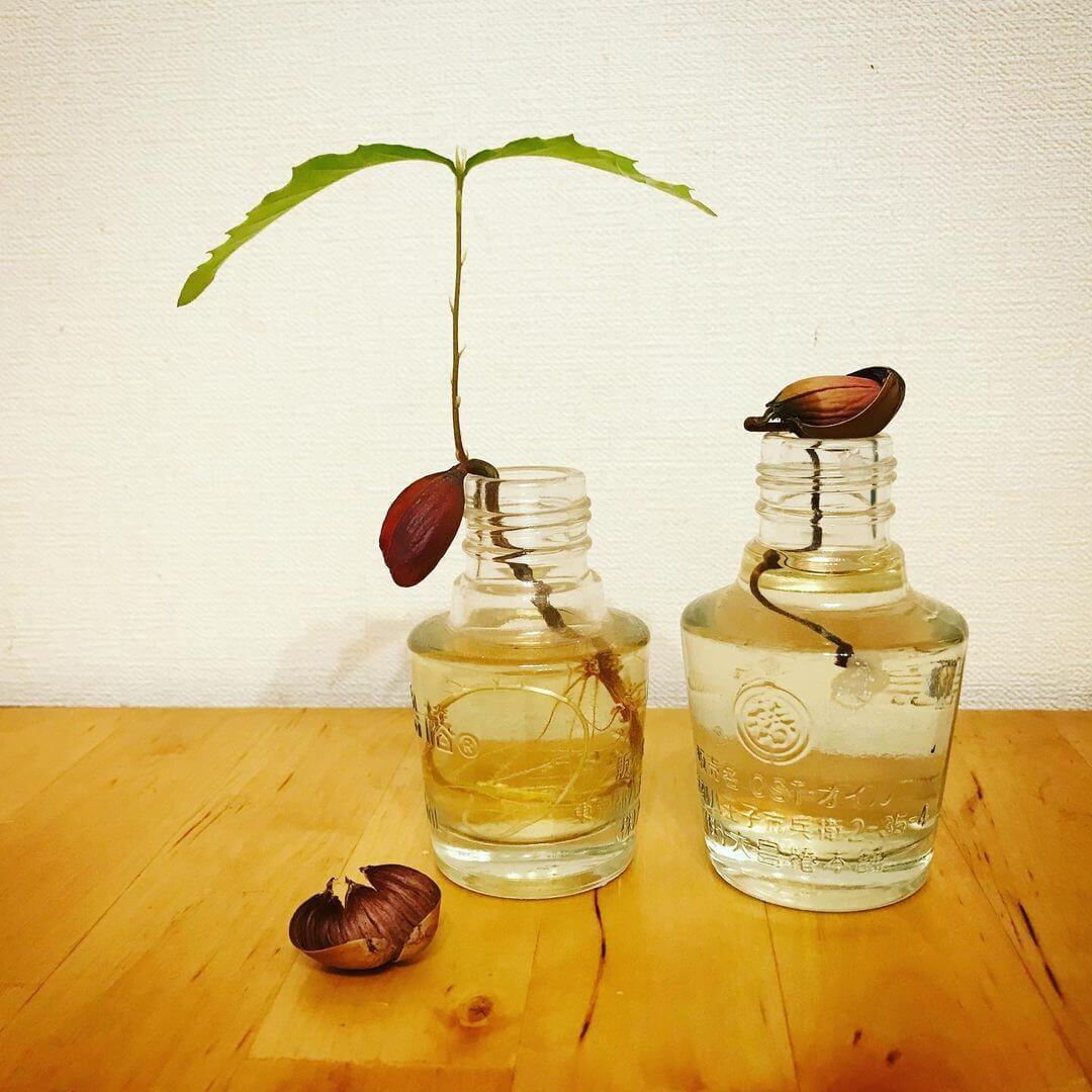 【紹介してスグ大反響】拾ったたった一粒のどんぐりは植木鉢や水耕栽培で育つんです！みんなの「#リボどんぐり」体験大公開♪